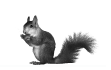 Sincap